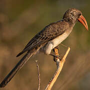 Bradfield's Hornbill