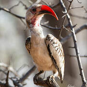 Damara Red-billed Hornbill