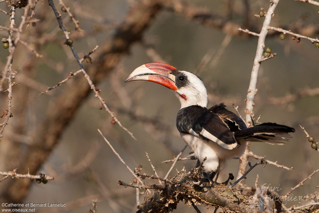 Von der Decken's Hornbill male adult, identification