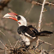 Von der Decken's Hornbill