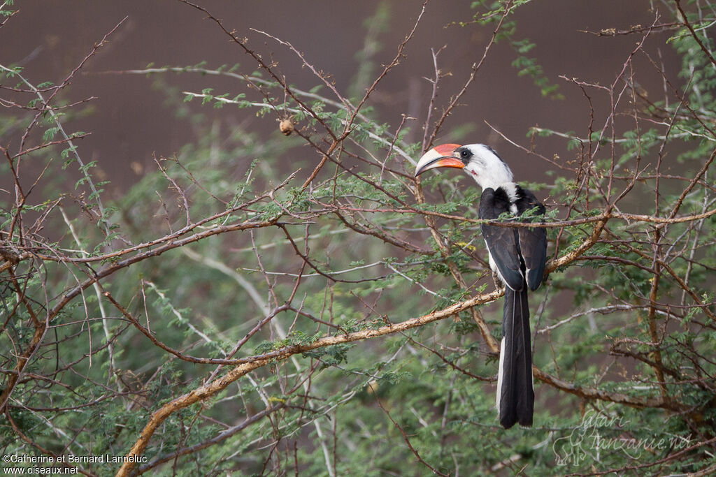 Von der Decken's Hornbill male adult, habitat