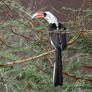 Von der Decken's Hornbill