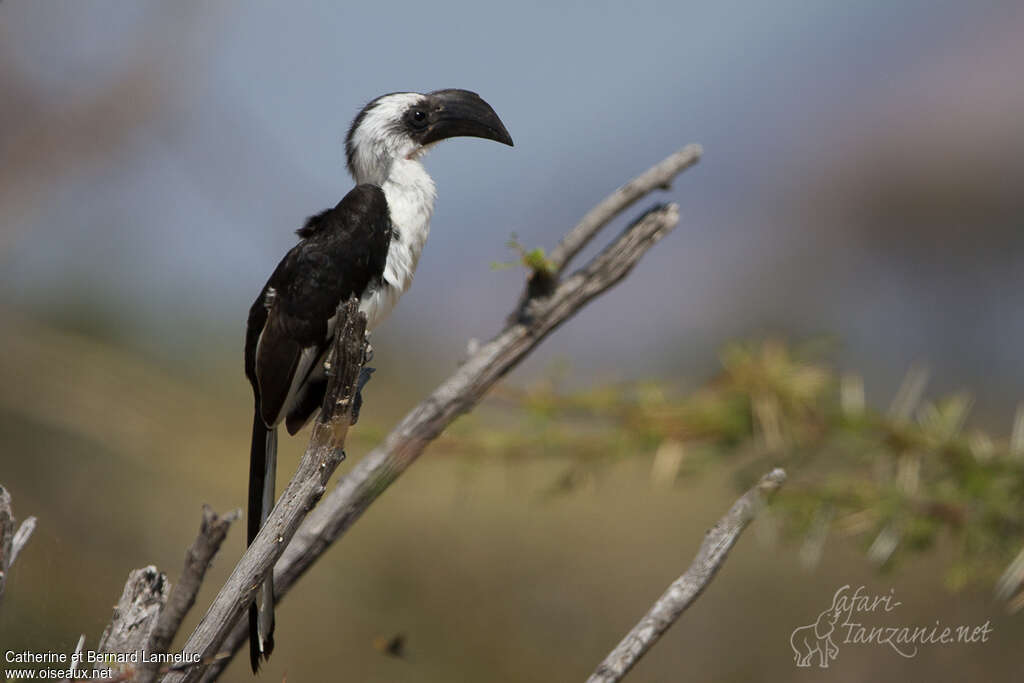 Von der Decken's Hornbill female adult, identification