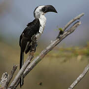 Von der Decken's Hornbill