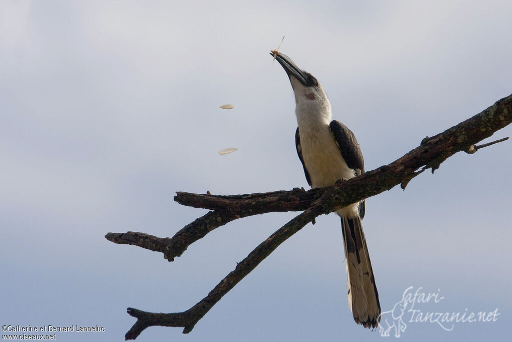 Von der Decken's Hornbill female adult, feeding habits