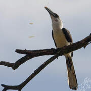 Von der Decken's Hornbill