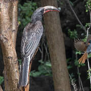 Hemprich's Hornbill