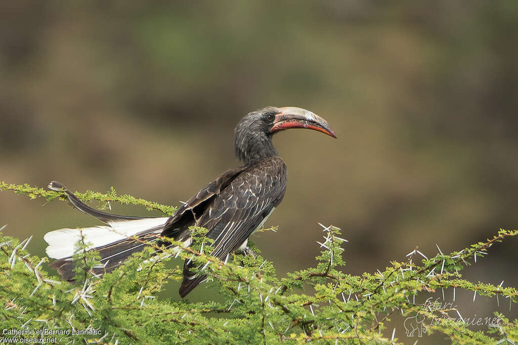 Calao de Hemprichadulte, identification