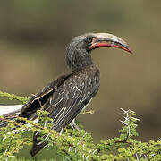 Hemprich's Hornbill