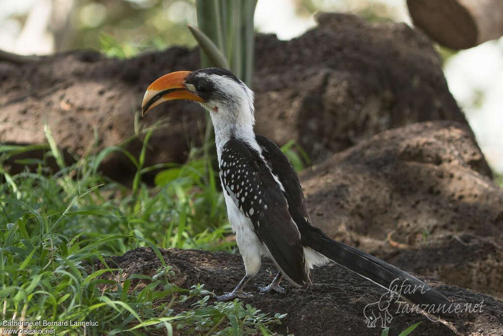 Jackson's Hornbill male adult, identification