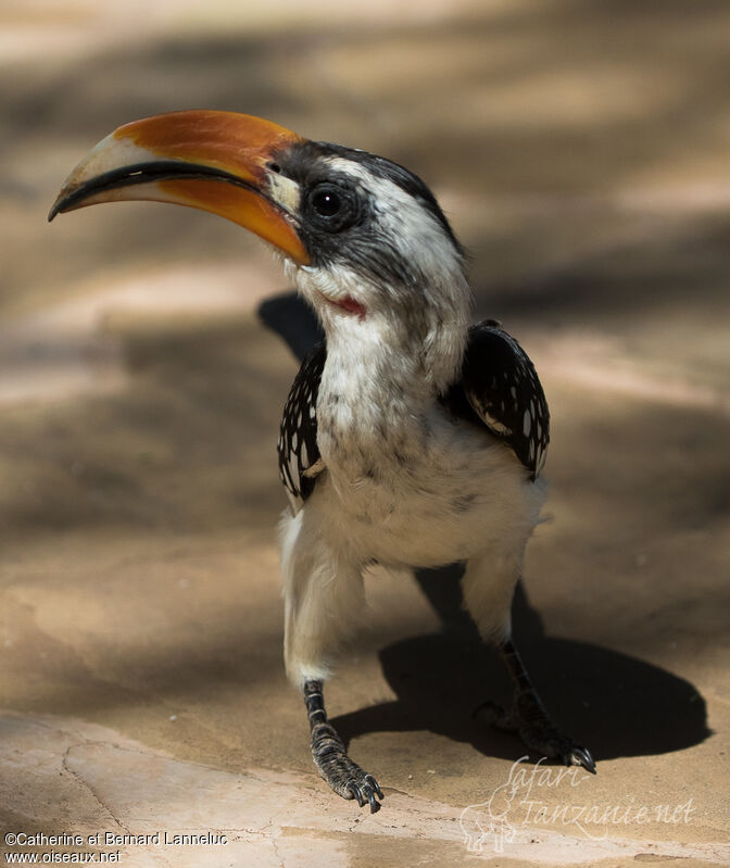 Jackson's Hornbill male adult, identification