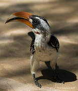 Jackson's Hornbill