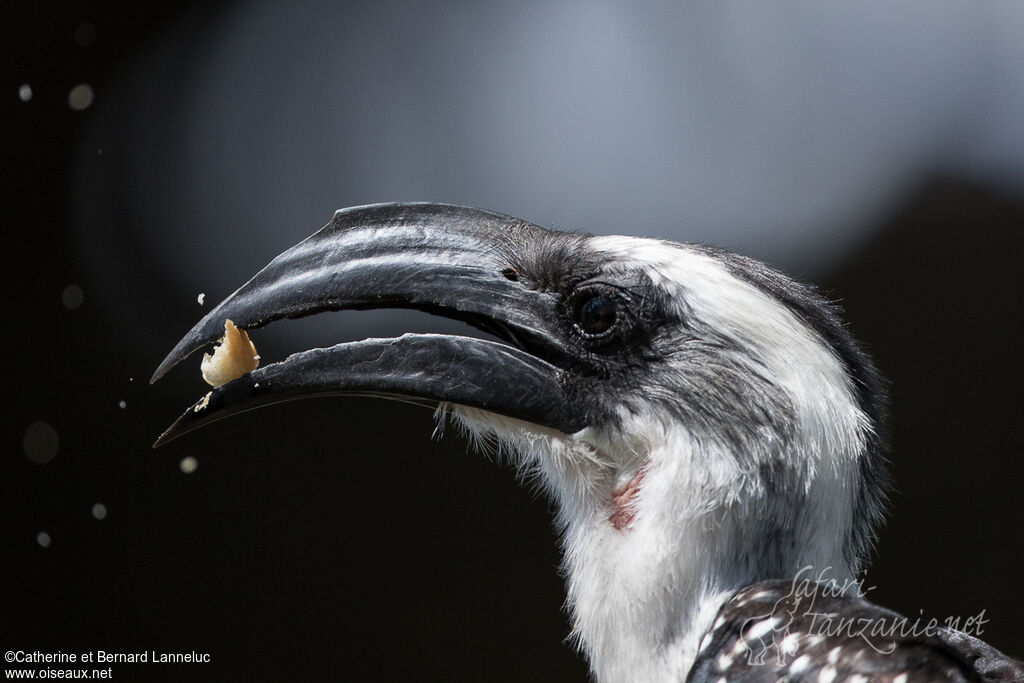 Jackson's Hornbill female adult, close-up portrait