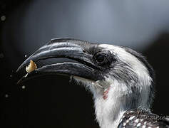 Jackson's Hornbill