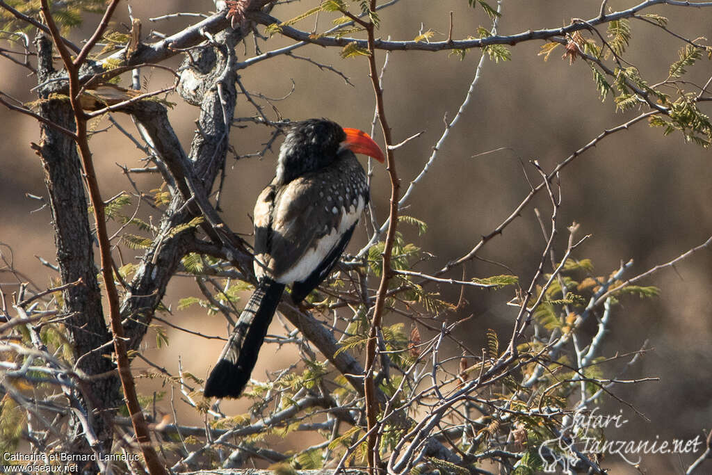 Monteiro's Hornbill female adult, identification