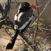 Monteiro's Hornbill