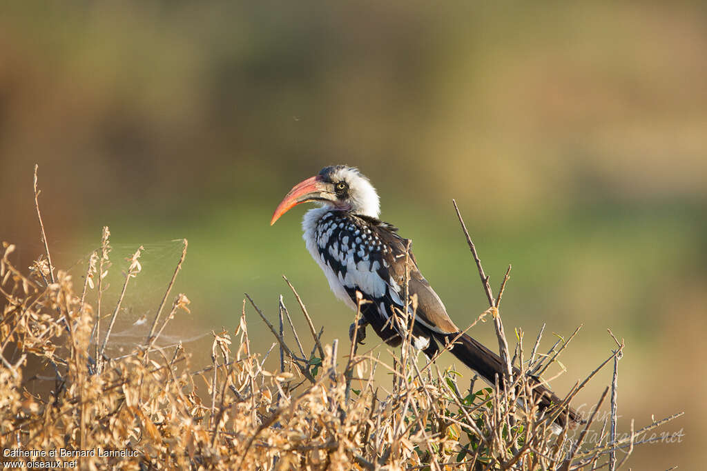 Tanzanian Red-billed Hornbill male adult, identification