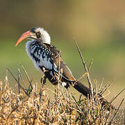 Tanzanian Red-billed Hornbill