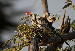 Tanzanian Red-billed Hornbill