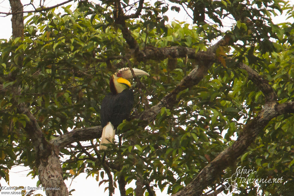 Wreathed Hornbill