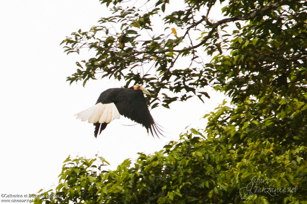 Wreathed Hornbilladult, Flight