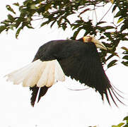 Wreathed Hornbill