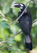 Bushy-crested Hornbill