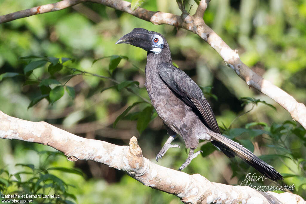 Calao largup mâle juvénile, identification