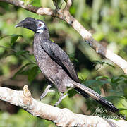 Bushy-crested Hornbill