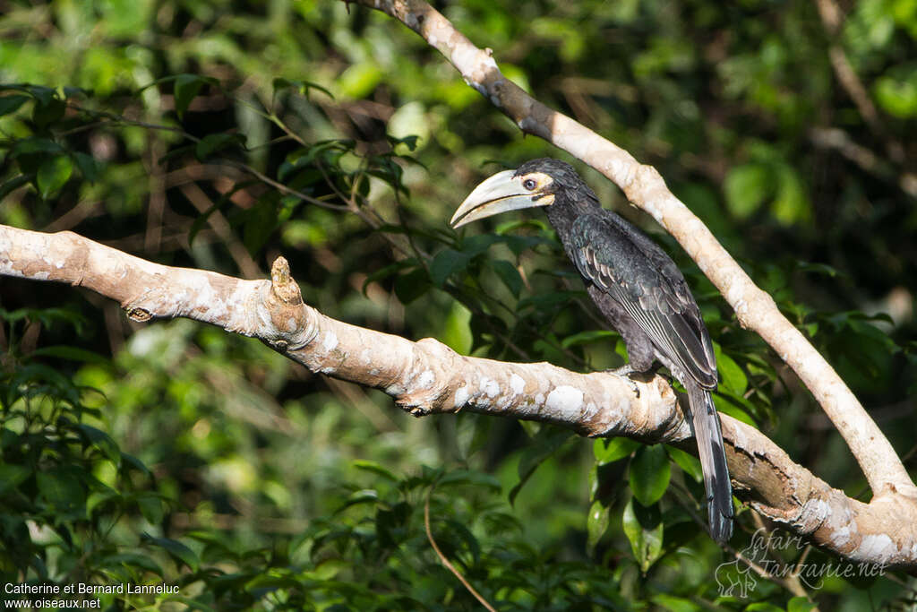 Bushy-crested Hornbill female subadult, identification