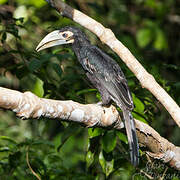 Bushy-crested Hornbill