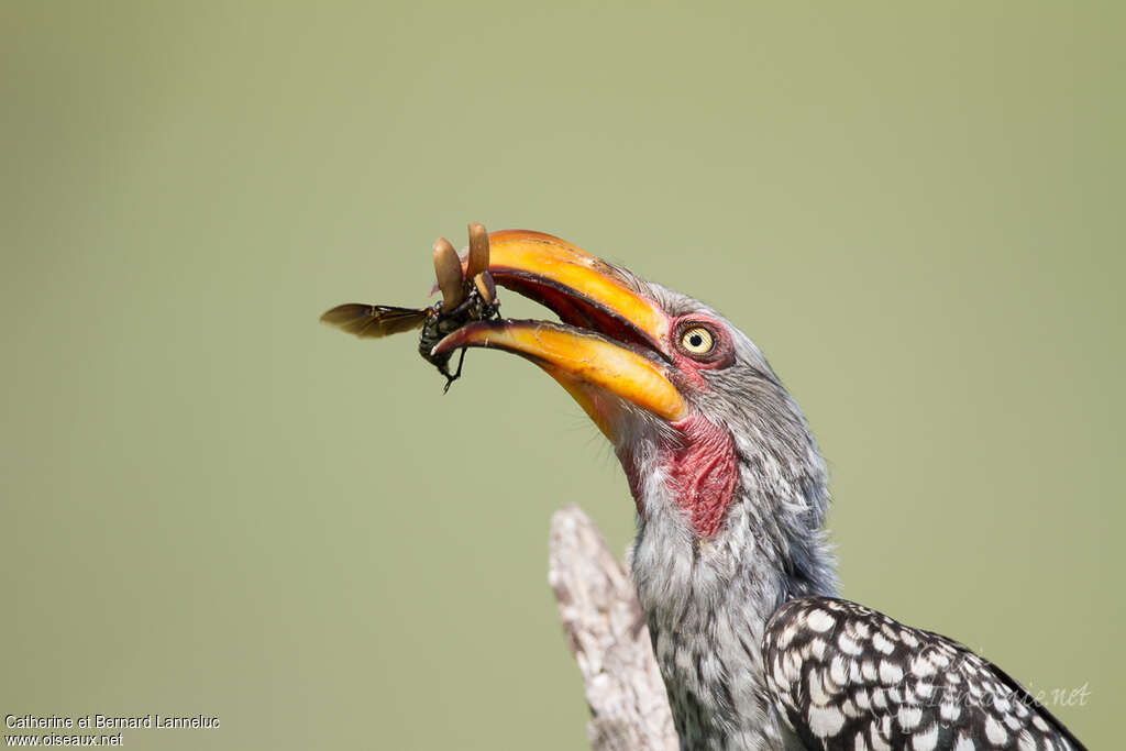 Southern Yellow-billed Hornbilladult, feeding habits