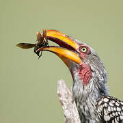 Southern Yellow-billed Hornbill