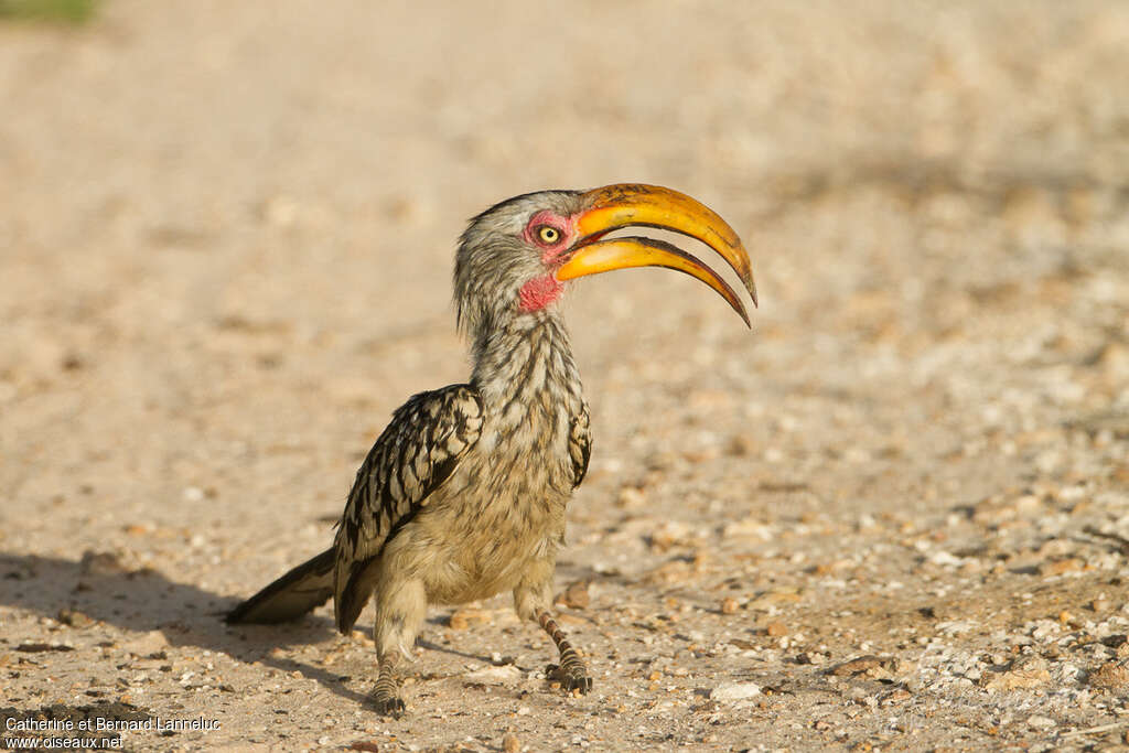 Calao leucomèleadulte, identification