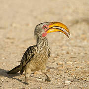 Southern Yellow-billed Hornbill