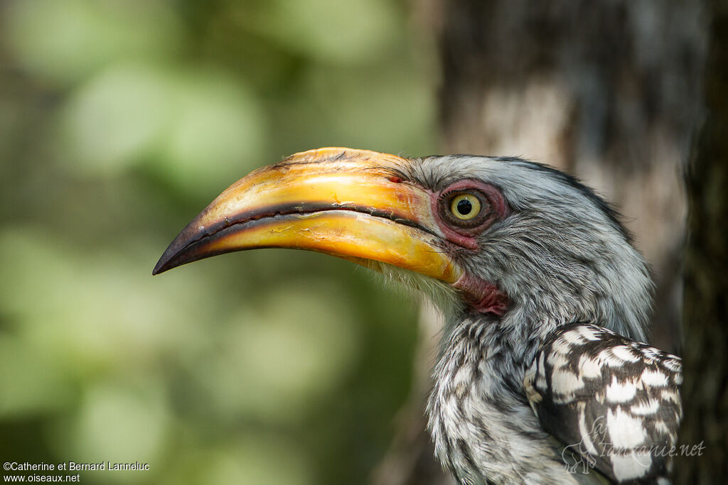 Calao leucomèleadulte, portrait, composition