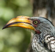 Southern Yellow-billed Hornbill