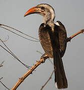 Western Red-billed Hornbill