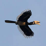 Oriental Pied Hornbill