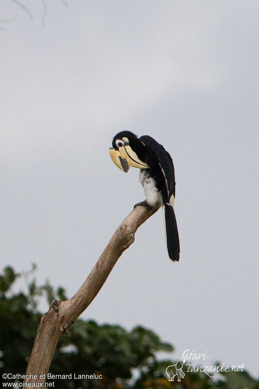 Oriental Pied Hornbill male adult, care