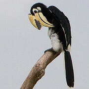 Oriental Pied Hornbill