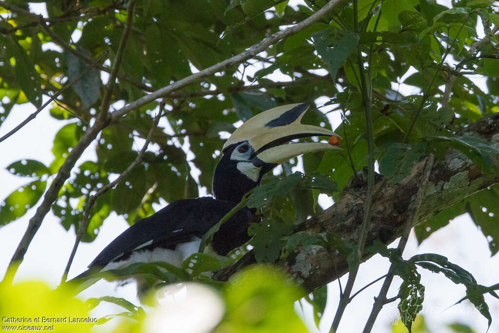 Oriental Pied Hornbill male adult, feeding habits