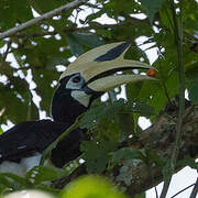 Oriental Pied Hornbill