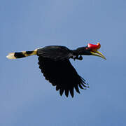 Rhinoceros Hornbill