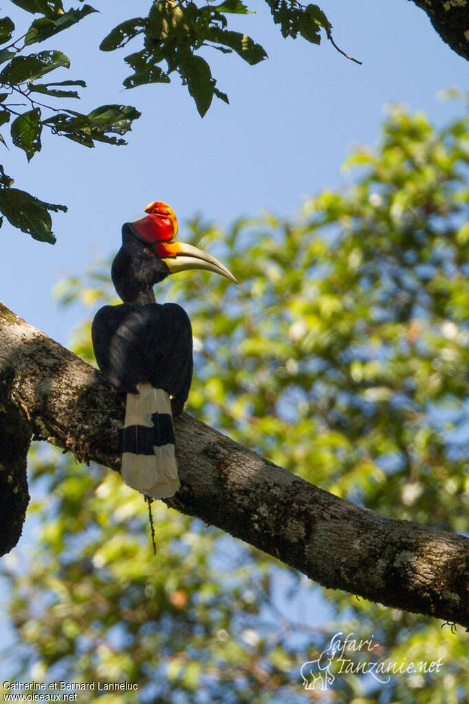 Rhinoceros Hornbill male adult, identification