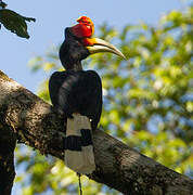 Rhinoceros Hornbill