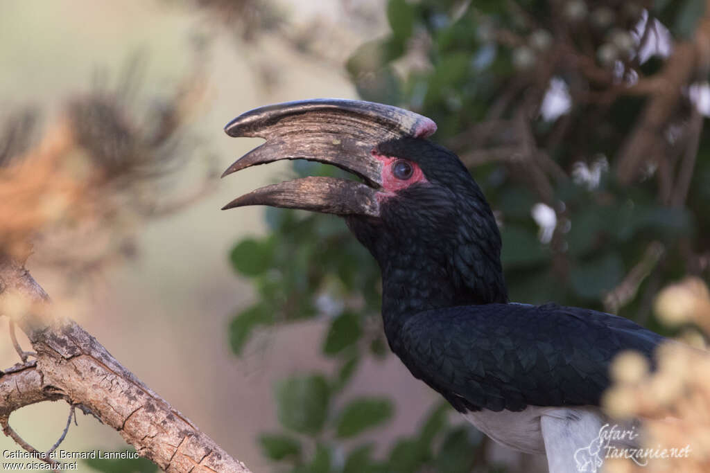 Trumpeter Hornbill male adult, aspect