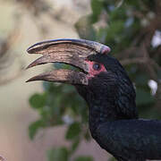 Trumpeter Hornbill