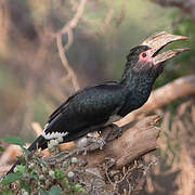 Trumpeter Hornbill