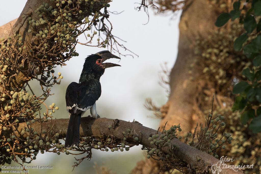 Trumpeter Hornbill female adult, identification